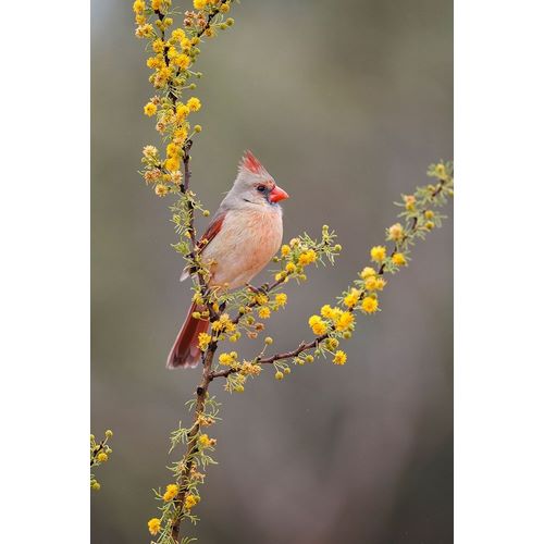 Northern cardinal perched